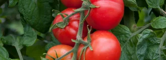 بذر گوجه فرنگی ستاره زنگوله ای ارگانیک